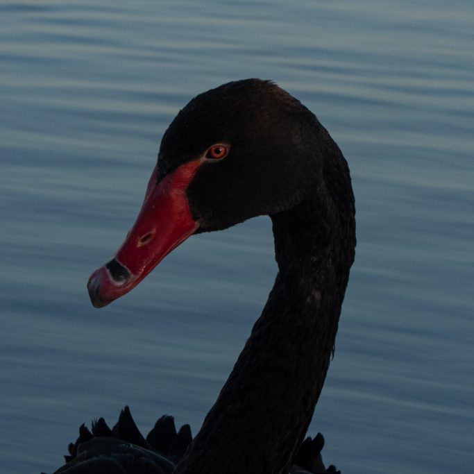 black swan