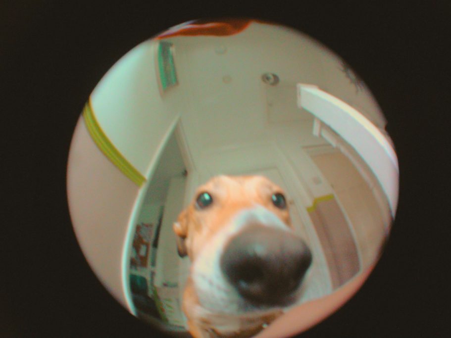 fisheye image of a dog