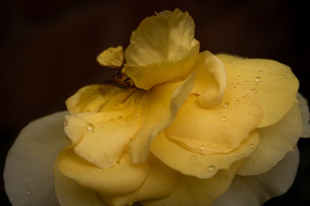 rose
